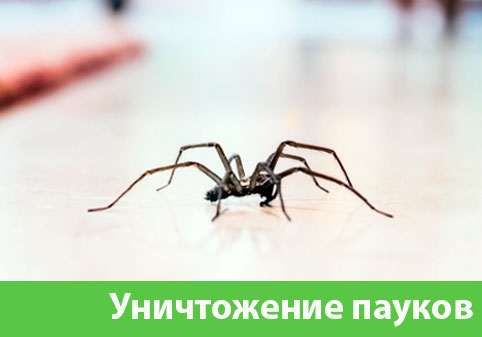 Избавиться от пауков в городе Воткинск