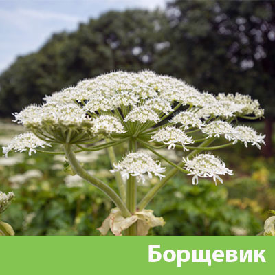 Борщевик в Воткинске