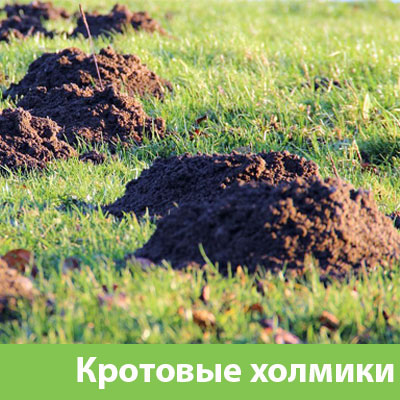 Кроты на участке в Воткинске