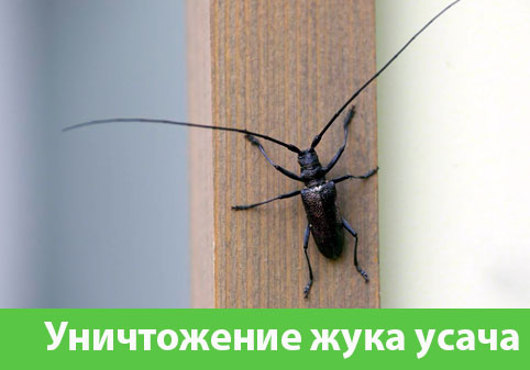 Обработка от жука усача в городе Воткинск