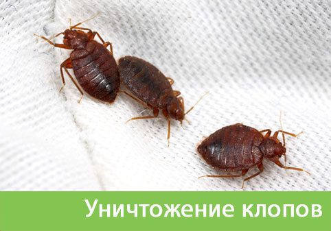Уничтожение клопов в городе Воткинск