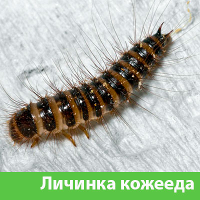 Личинка Кожееда в Воткинске