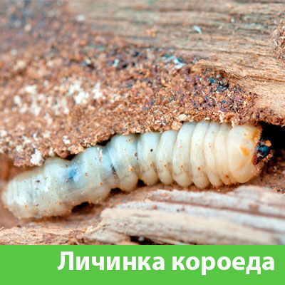 Уничтожение личинок короеда в Воткинске
