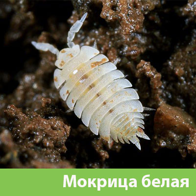 Мокрица в Воткинске фото