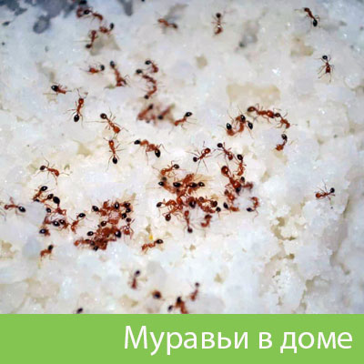 Муравьи в доме в Воткинске