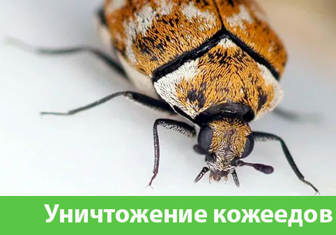 Обработка от кожееда в городе Воткинск 