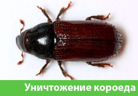 Обработка от древоточца в городе Воткинск