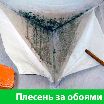 Удаление плесени в Воткинске