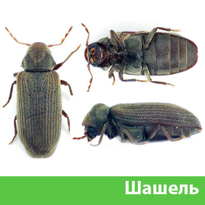 Обработка от шашеля в городе Воткинск