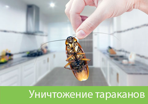 Уничтожение тараканов в городе Воткинск