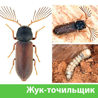 Уничтожение точильщика и личинок в Воткинске