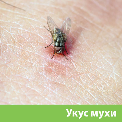 Уничтожение мух в Воткинске