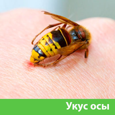 Профессиональное уничтожение ос и шершней в Воткинске
