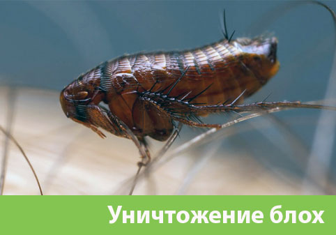 Уничтожение блох в городе Воткинск
