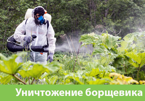 Уничтожение Борщевика в городе Воткинск