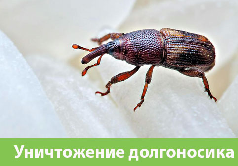 Уничтожение долгоносиков в городе Воткинск