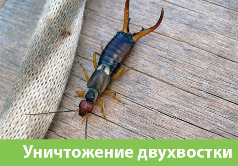 Уничтожение двухвостки в городе Воткинск