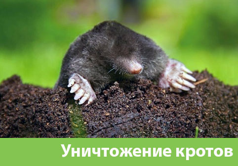 Уничтожение кротов в городе Воткинск