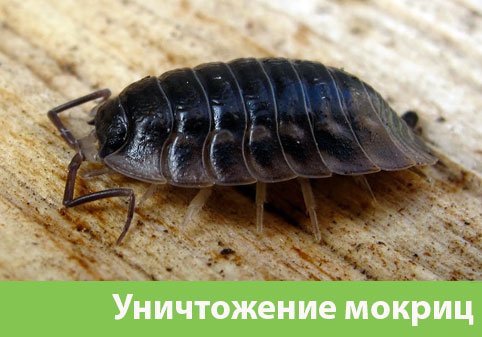 Мокрицы в квартире в городе Воткинск