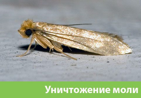 Уничтожение моли в городе Воткинск 