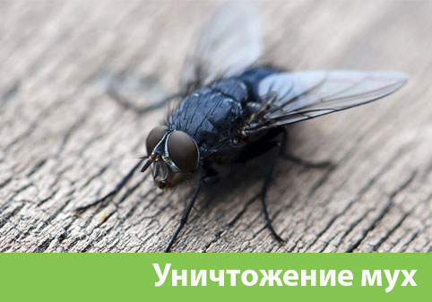 Уничтожение мух в городе Воткинск