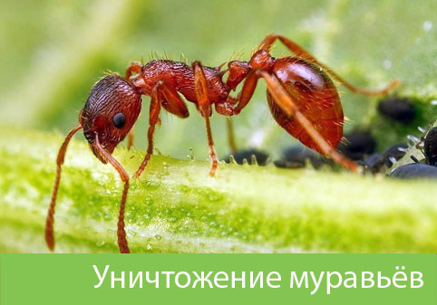 Уничтожение муравьёв в городе Воткинск