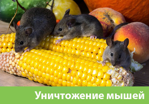 Уничтожение мышей в Воткинске