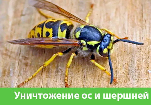 Уничтожение ос и шершней в городе Воткинск